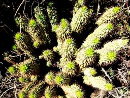 Hoodia gordonii green-topped