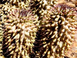Hoodia pilifera subsp. pilifera stems