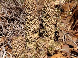 Hoodia pilifera subsp. pilifera