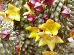 Hoodia grandis