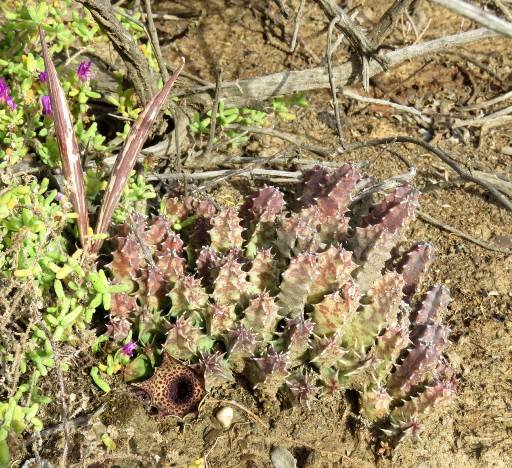 Huernia barbata subsp. barbata fruit follicles