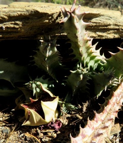 Huernia