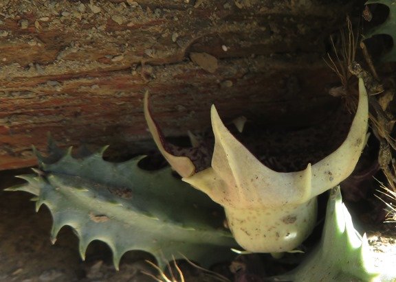 Huernia barbata subsp. barbata corolla outside surface