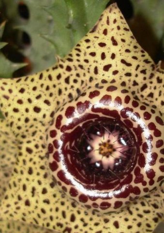 Huernia guttata subsp. reticulata