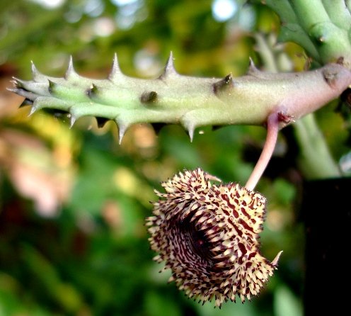 Huernia hystrix