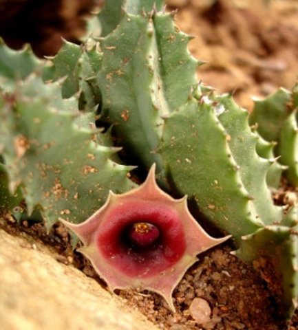 Huernia zebrina subsp. insigniflora