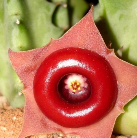 Huernia zebrina subsp. insigniflora flower