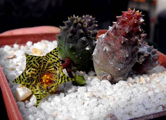 Huernia kennedyana flowering in luxury