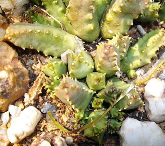 Huernia loeseneriana stems