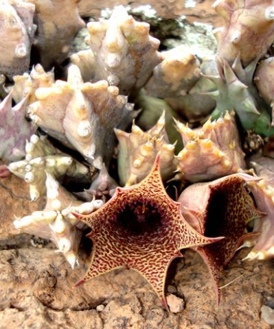 Huernia loeseneriana flowers