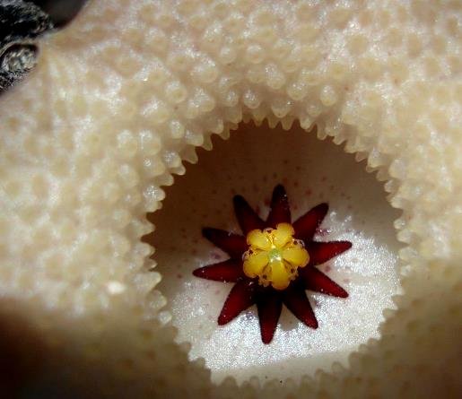 Huernia namaquensis coronas