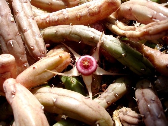 Huernia procumbens 