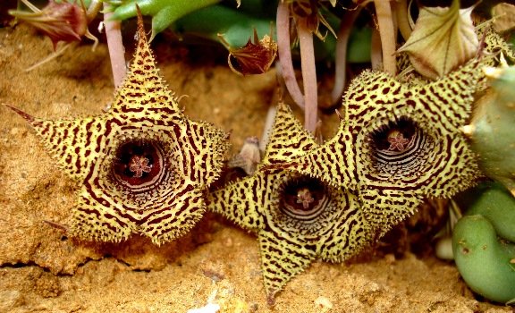 Huernia stapelioides
