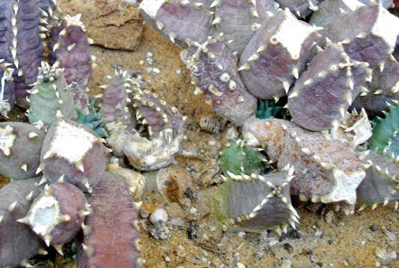 Huernia thuretii