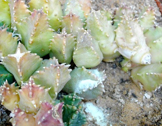 Huernia thuretii pale stems
