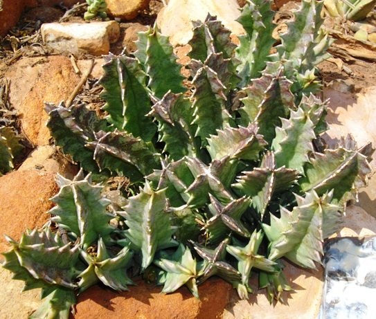 Huernia transvaalensis stems