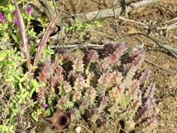 Huernia barbata subsp. barbata fruit follicles