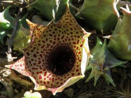 Huernia barbata subsp. barbata flower