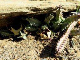 Huernia barbata subsp. barbata living as a troglodyte 