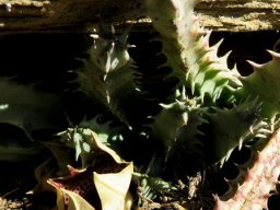 Huernia