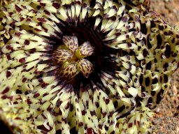 Huernia hystrix flower