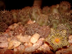 Huernia kennedyana