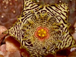 Huernia kennedyana flower