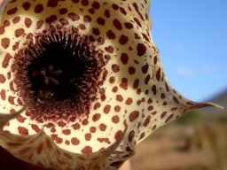 Huernia kirkii flower
