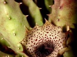 Huernia kirkii