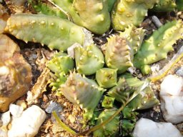 Huernia loeseneriana stems