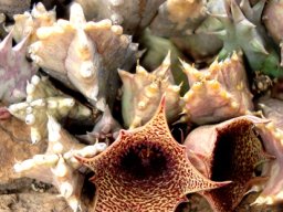 Huernia loeseneriana flowers