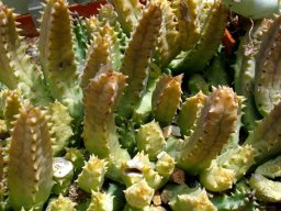 Huernia loeseneriana in the lap of luxury