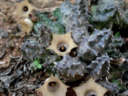 Huernia namaquensis stems