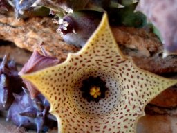 Huernia namaquensis spotted flower