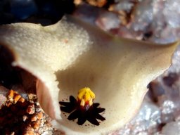 Huernia namaquensis flower dissected