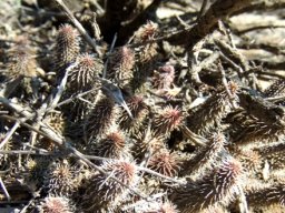 Huernia pillansii