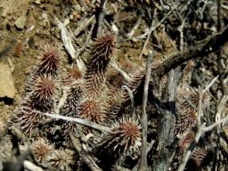 Huernia pillansii living among dry sticks