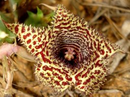Huernia stapelioides flower