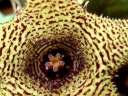 Huernia stapelioides flower centre