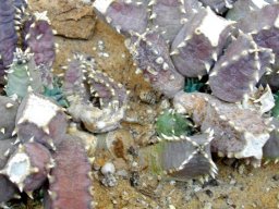 Huernia thuretii