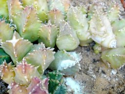 Huernia thuretii pale stems