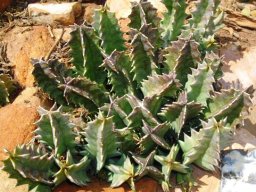 Huernia transvaalensis stems