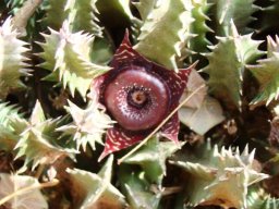 Huernia transvaalensis flower