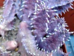 Huernia zebrina subsp. zebrina