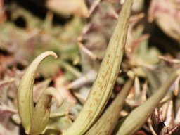 Huernia seed follicles