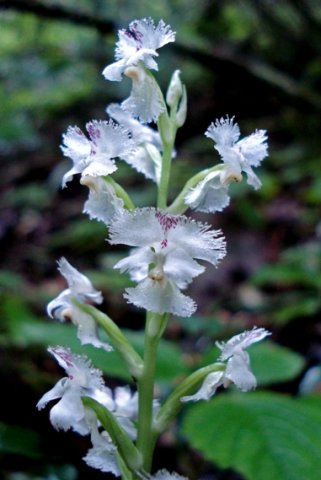 Huttonaea fimbriata 