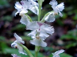 Huttonaea fimbriata 