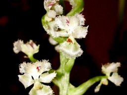 Huttonaea fimbriata flowers at night