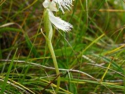 Huttonaea grandiflora