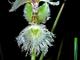 Huttonaea grandiflora greenish flower
